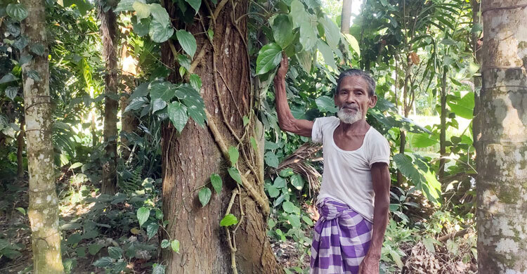 কুড়িগ্রামে চুইঝাল চাষে আগ্রহ বাড়ছে কৃষকের