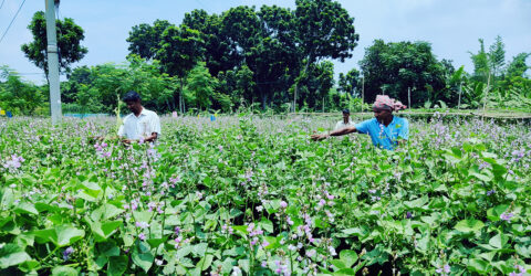 আগাম শীতকালীন সবজির বাম্পার ফলন, কৃষকের মুখে হাসি