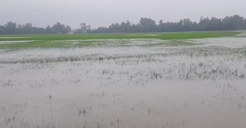 শ্রীবরদীতে বন্যায় আমন ধান ও মৎস্য খামারে ব্যাপক ক্ষতি