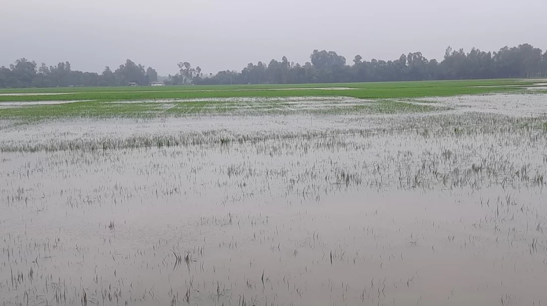 শ্রীবরদীতে বন্যায় আমন ধান ও মৎস্য খামারে ব্যাপক ক্ষতি