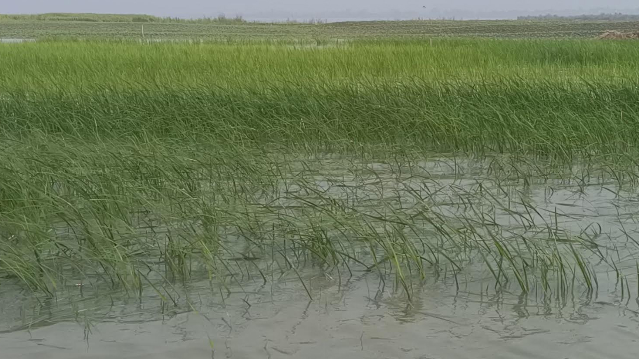 কুড়িগ্রামে তৃতীয় দফা বন্যায় কৃষিতে ২৭ কোটি টাকার ক্ষতি