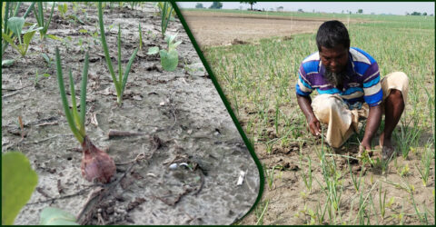 মুড়িকাটা পেঁয়াজের ফলন নিয়ে শঙ্কায় পাবনার কৃষকরা