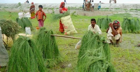 ছন বিক্রি করেই চলে তাদের সংসার