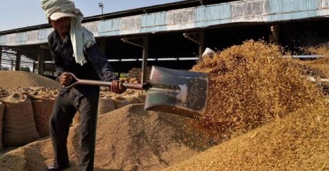 বিশ্ববাজারে কমলো চালের দাম