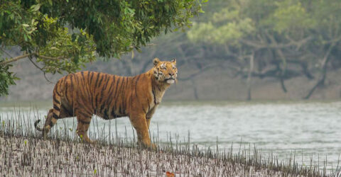 সুন্দরবনে বাঘের সংখ্যা ১২৫টি