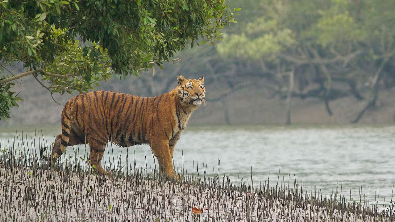 সুন্দরবনে বাঘের সংখ্যা ১২৫টি