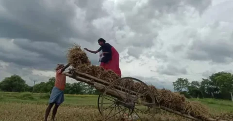 বঙ্গোপসাগরে ঘনীভূত হচ্ছে লঘুচাপ, কৃষকদের জন্য সতর্কবার্তা