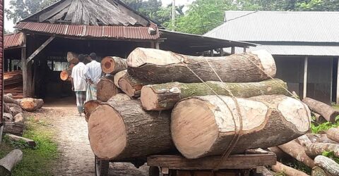 লাইসেন্সবিহীন শতাধিক স’মিলে রমরমা বাণিজ্য