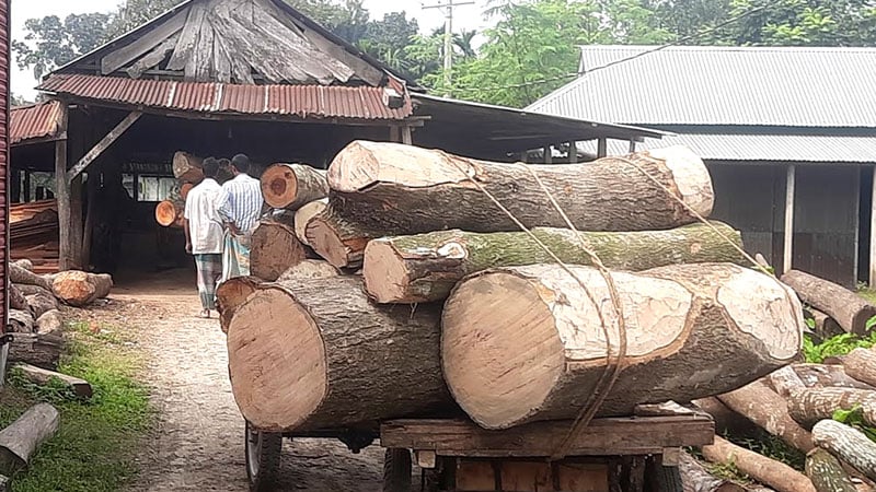 লাইসেন্সবিহীন শতাধিক স’মিলে রমরমা বাণিজ্য