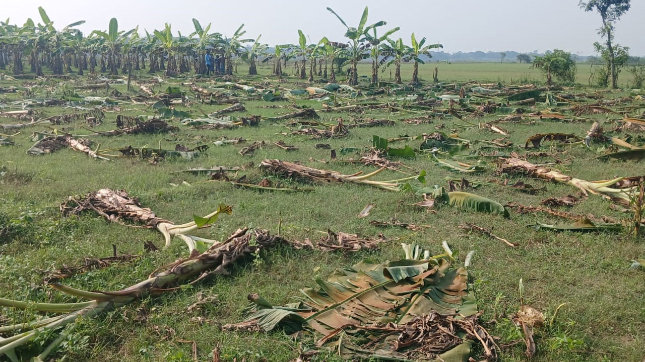 রাতের আঁধারে কেটে ফেলা হলো কৃষকের ৫০০ কলাগাছ