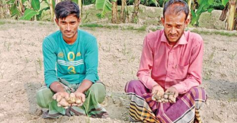 রোপণের পর আলুর বীজে পচন, দুশ্চিন্তায় কৃষক