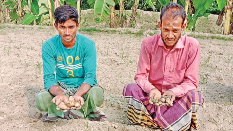 রোপণের পর আলুর বীজে পচন, দুশ্চিন্তায় কৃষক