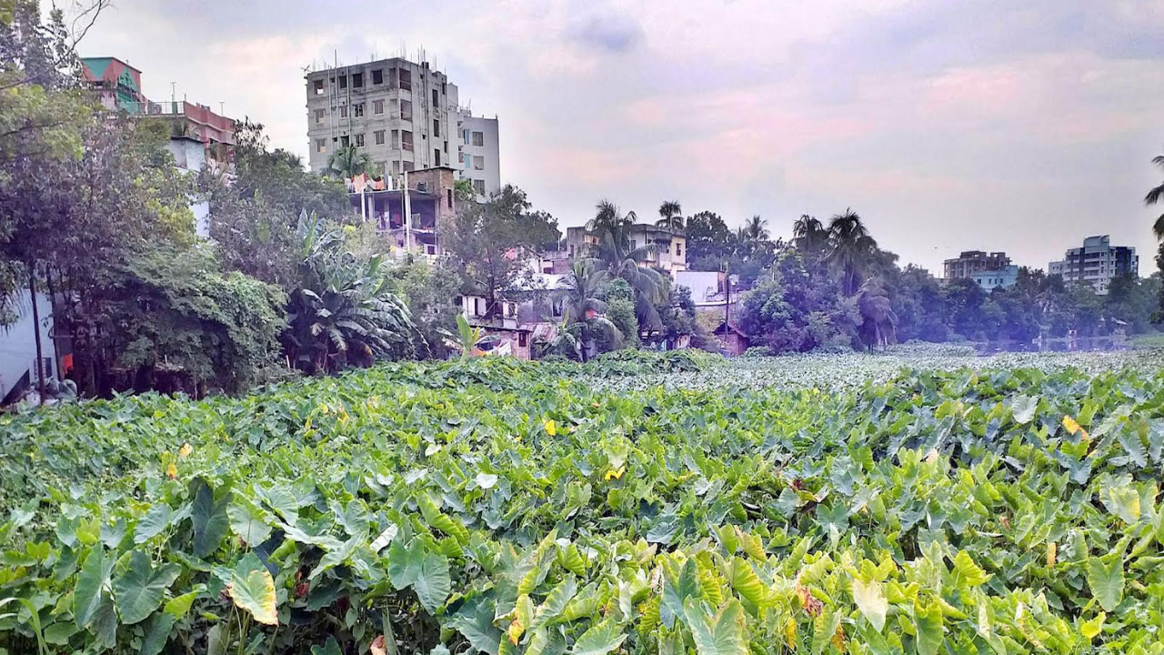 দখল-দূষণে অস্তিত্ব সংকটে কুমিল্লার পুরাতন গোমতী নদী