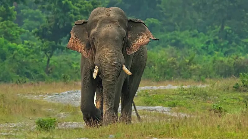 বিষপ্রয়োগ নয় ছত্রাকের আক্রমণে মারা গিয়েছিল ১০ হাতি