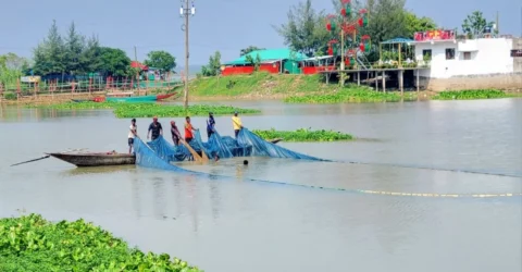 দুই দশকে চলনবিলে বিলুপ্তপ্রায় ৯০ প্রজাতির মাছ