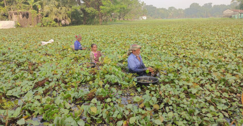 পানিফলে আগ্রহ বাড়ছে সাতক্ষীরার চাষিদের