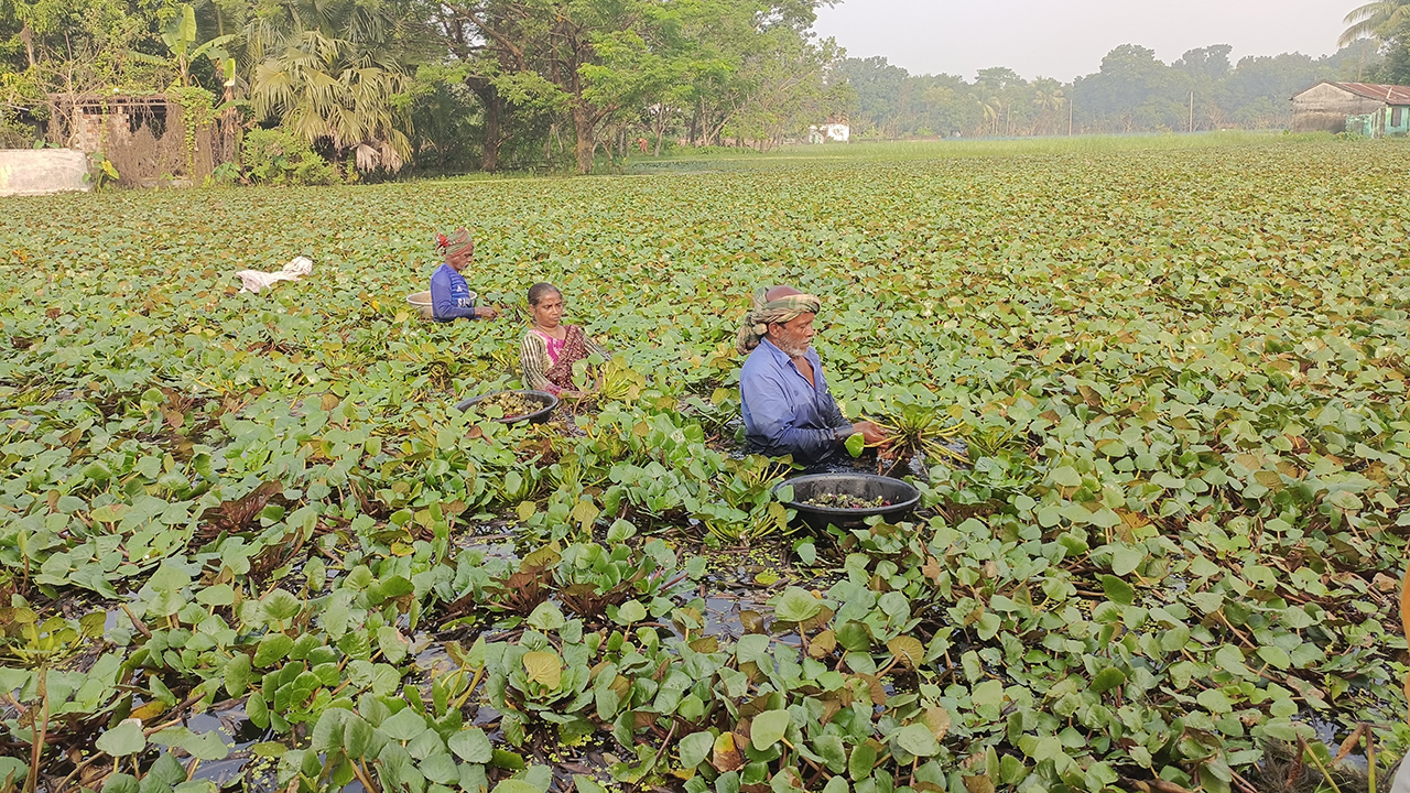 পানিফলে আগ্রহ বাড়ছে সাতক্ষীরার চাষিদের