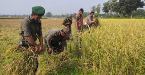 বৃদ্ধ কৃষকের জমির ধান কেটে দিলেন আনসার-ভিডিপির সদস্যরা