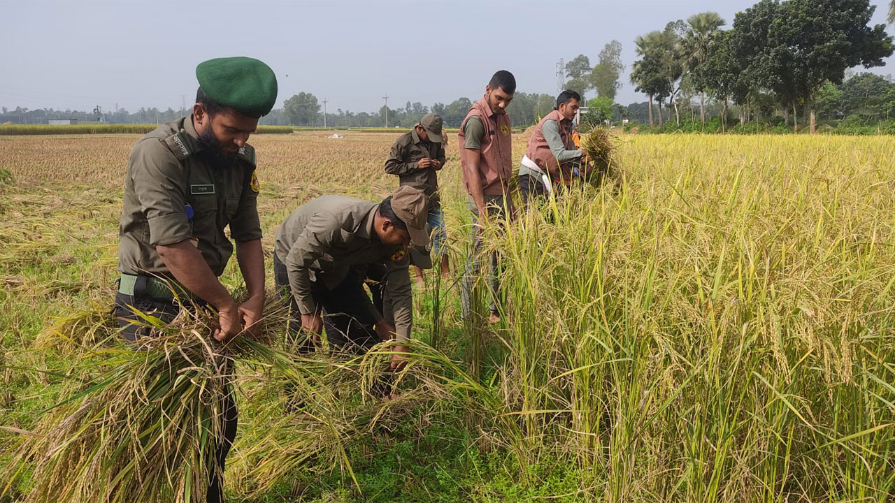 বৃদ্ধ কৃষকের জমির ধান কেটে দিলেন আনসার-ভিডিপির সদস্যরা