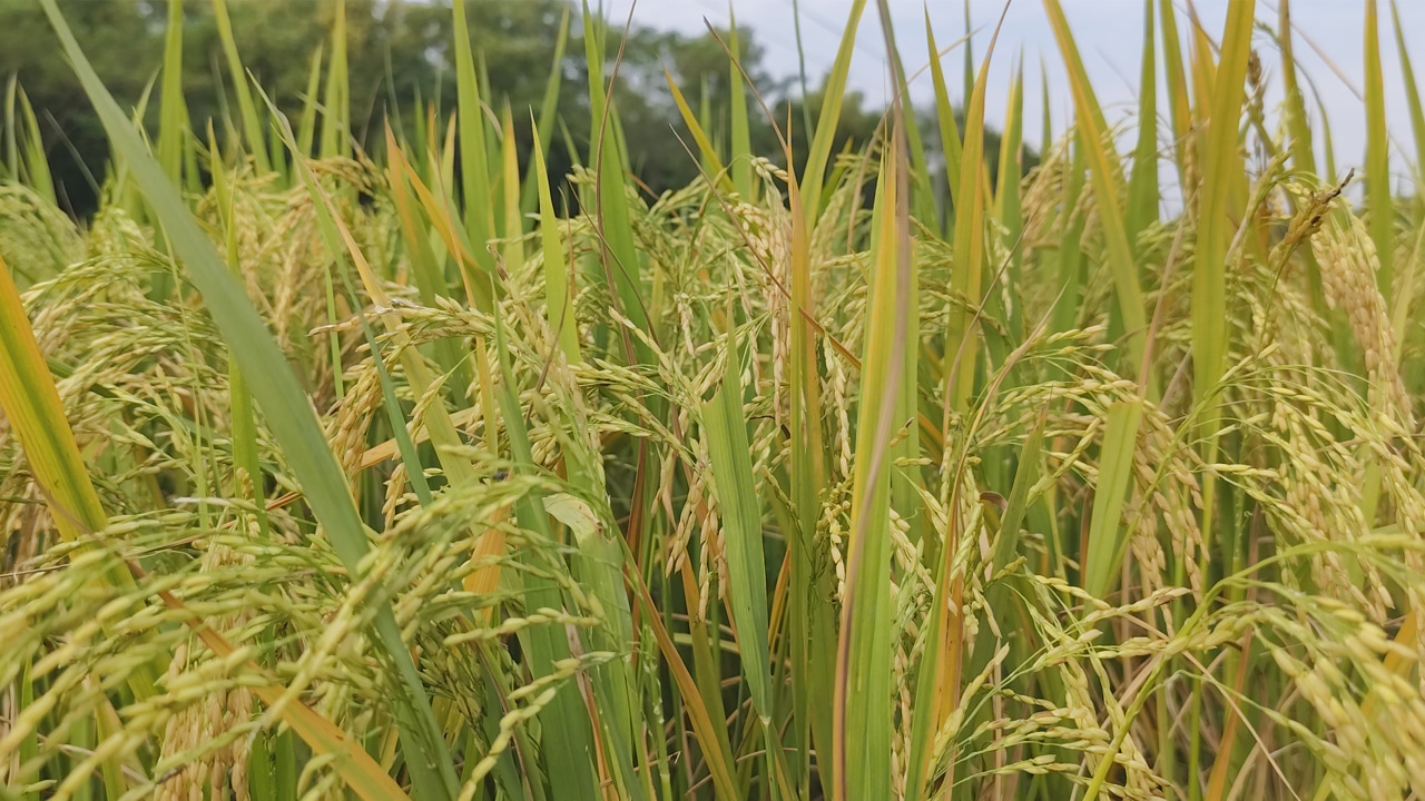 বাতাসে আমনের ঘ্রাণ, কৃষকের মুখে সোনালি হাসি