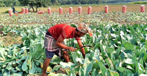 সবজির দাম কমে যাওয়ায় হতাশ কৃষক