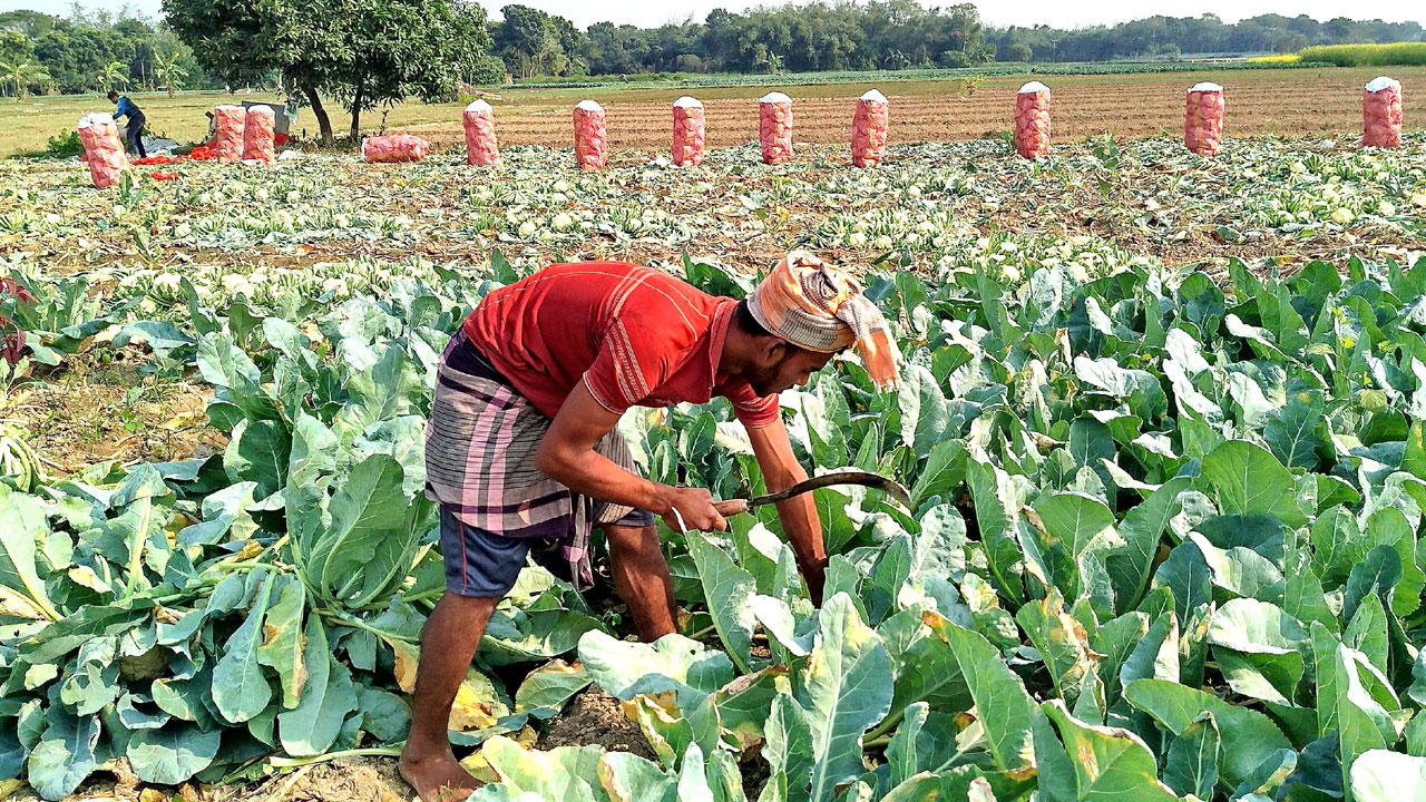 সবজির দাম কমে যাওয়ায় হতাশ কৃষক