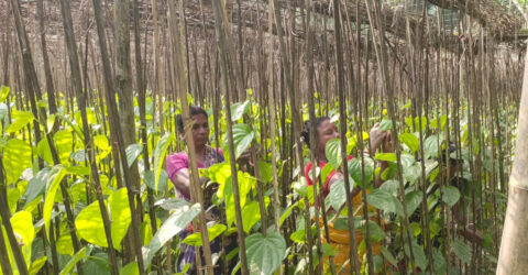 সাতক্ষীরায় পান চাষে আগ্রহ বাড়ছে কৃষকের