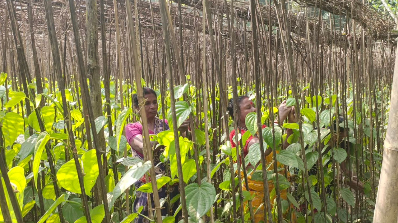 সাতক্ষীরায় পান চাষে আগ্রহ বাড়ছে কৃষকের