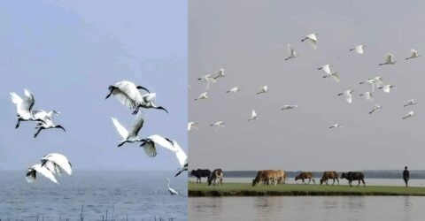 অতিথি পাখির মধুর কলতানে মুখর তারুয়া বিচ, দর্শনার্থীদের ভিড়