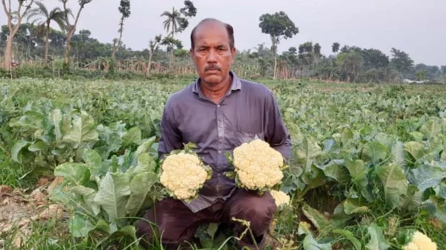 দুই-চার টাকার ফুলকপি রাজধানীতে ২০-২৫ টাকা