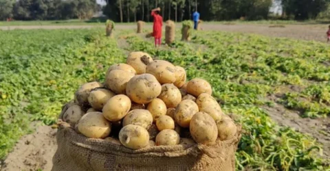 রংপুরে আগাম আলুর দামে ধস, দিশেহারা কৃষক