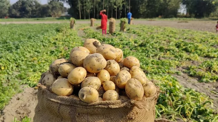 রংপুরে আগাম আলুর দামে ধস, দিশেহারা কৃষক