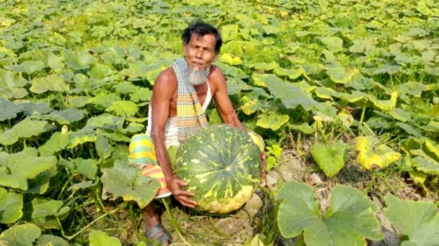 কুমড়া বিক্রি করতে না পেরে বিপাকে কৃষক