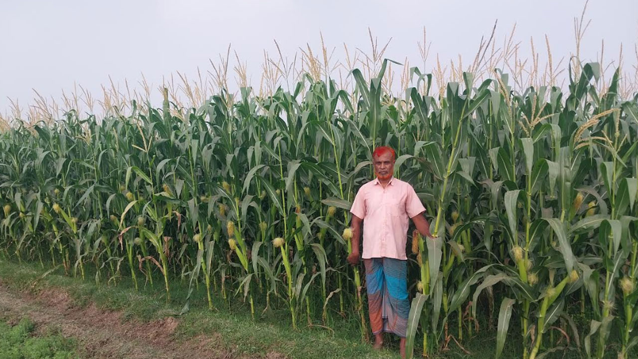 ঝিনাইদহে ভুট্টার বাম্পার ফলনের আশায় বুক বেঁধেছেন কৃষকরা