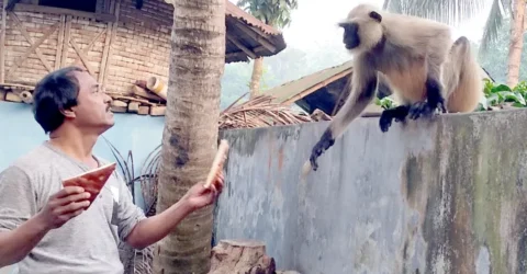 খাদ্যের খোঁজে চৌগাছার লোকালয়ে মুখপোড়া হনুমান