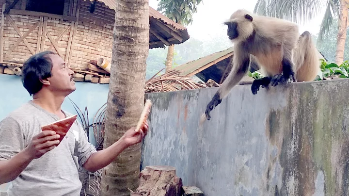 খাদ্যের খোঁজে চৌগাছার লোকালয়ে মুখপোড়া হনুমান