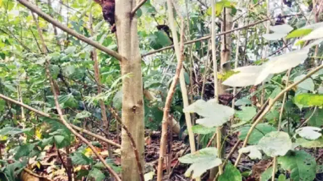 মিরসরাইয়ে দেশের প্রথম “মিয়াওয়াকি ফরেস্ট’, মনে হয় গাছের জাদুঘর