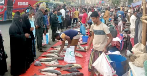 কুমিল্লার পাদুয়ার প্রতি হাটে মাছ বিক্রি হয় ৬ কোটি টাকা