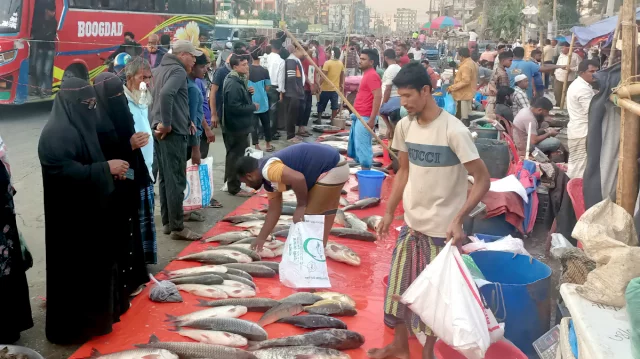 কুমিল্লার পাদুয়ার প্রতি হাটে মাছ বিক্রি হয় ৬ কোটি টাকা