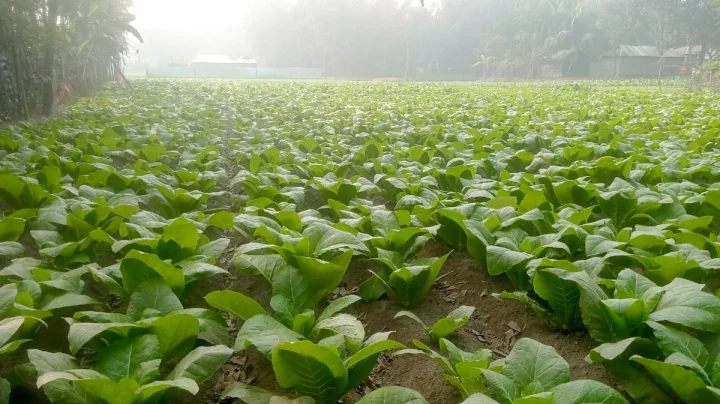 তামাকের রাজত্বে হারিয়ে যাচ্ছে অন্যান্য ফসল