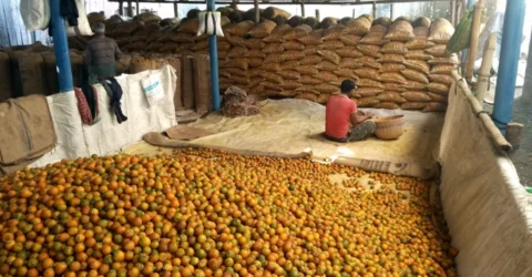 বাগেরহাটে পানির নিচে সুপারির ব্যবসা