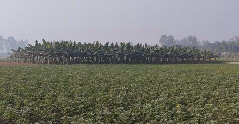 চারদিন পর রোদের দেখা মিলল গাইবান্ধায়