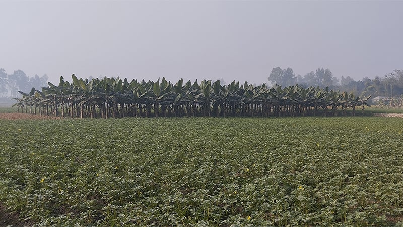 চারদিন পর রোদের দেখা মিলল গাইবান্ধায়