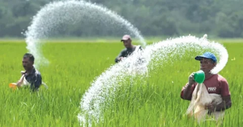 ইরি-বোরো মৌসুমের শুরুতেই সারের দাম চড়া