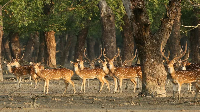 সুন্দরবনে গোপনে হরিণ শিকার বাড়ছে