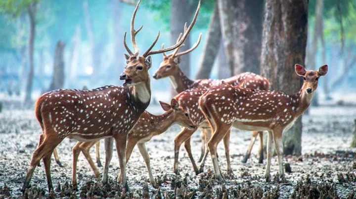 ২ মণ হরিণের মাংস উদ্ধার, নৌকা ফেলে পালালো শিকারিরা