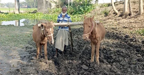 খণ্ড জমির মালিকদের ভরসা মমিনের ঘোড়ার হাল