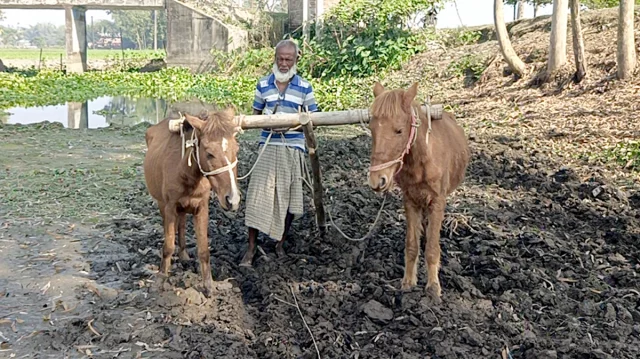 খণ্ড জমির মালিকদের ভরসা মমিনের ঘোড়ার হাল