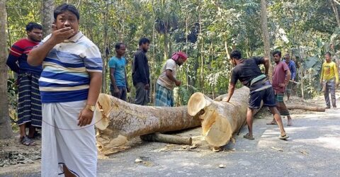 সড়কের সরকারি গাছ চুরি, সাবেক প্যানেল চেয়ারম্যান আটক