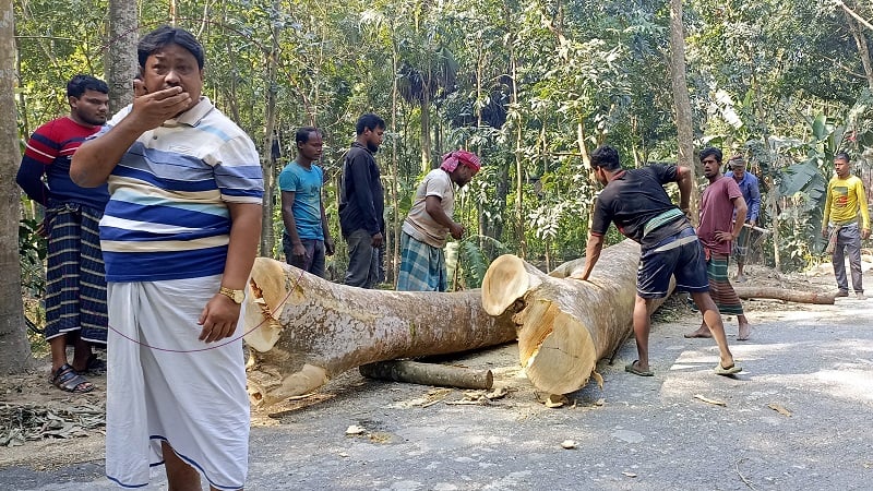 সড়কের সরকারি গাছ চুরি, সাবেক প্যানেল চেয়ারম্যান আটক